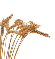 Isolated bunch of wheat
