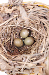 Eggs in the nest