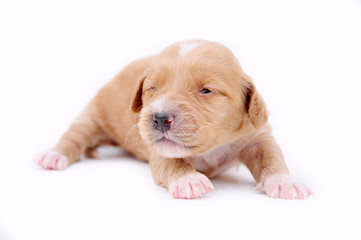 Obraz premium Little Yellow Dog