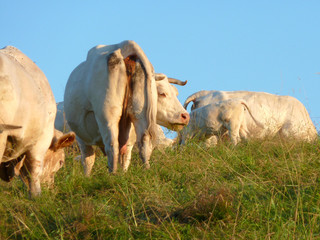 K&uuml;he auf der Weide