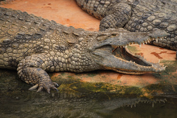 crocodile 2
