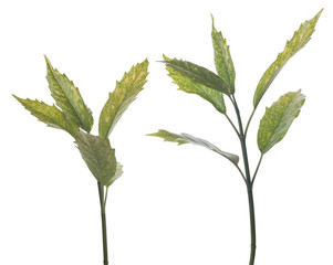 Branch of green leafs
