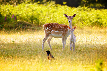 Naklejka na ściany i meble A Fallow Deer Hind and her young calf