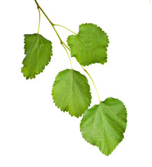 Branch isolated on white