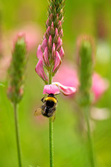 Bumble Bee on a wild meadow flower