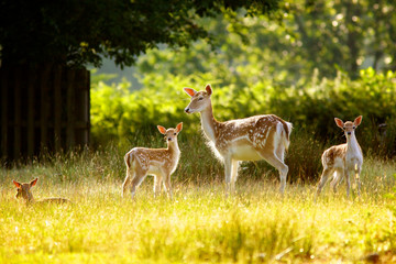 Fallow Deer Hind and her young