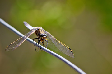 Chaser Dragonfly eating a Hover-fly