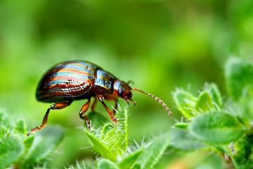 rosemary beetle