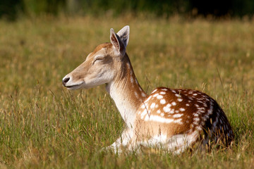 A fallow Deer Hind resting in the Sun