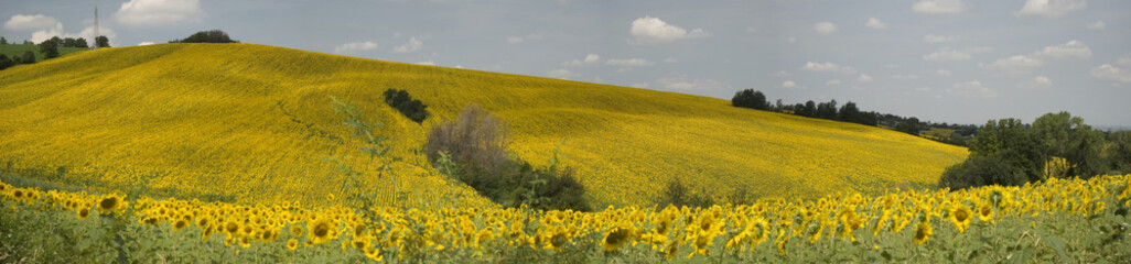 Sunflowers's field