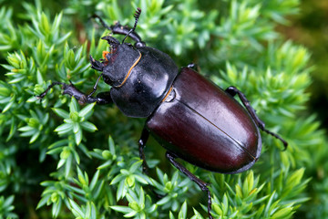 A very large female stag beetle on a plant