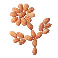 Almond flower