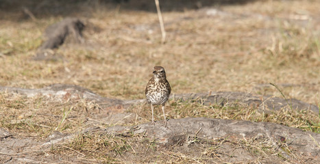 thrush