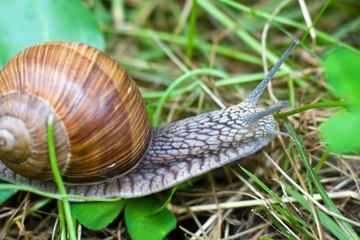 snail