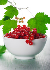 Red currant in white bowl