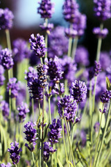 Fototapeta premium Blühender Lavendel