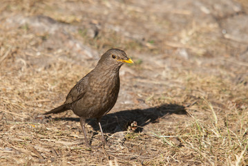 Obraz premium blackbird