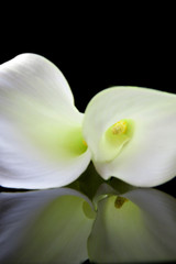 Fototapeta na wymiar Piękny biały Calla lilly