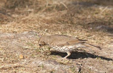 thrush