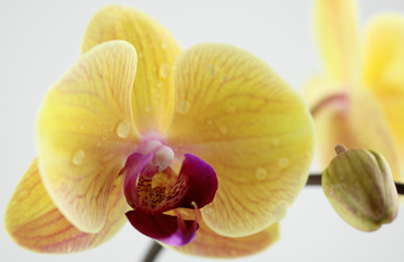 Fototapeta na wymiar ¯ółta orchidea