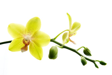 Obraz premium Fresh yellow orchids isolated on white background