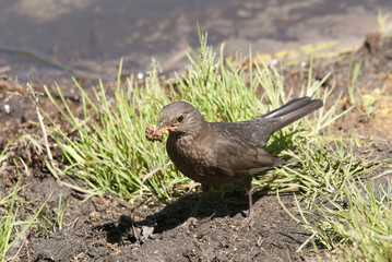 blackbird