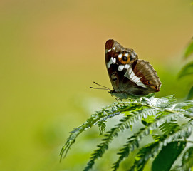 Obraz na płótnie Canvas Purpurowy Cesarz butterfly
