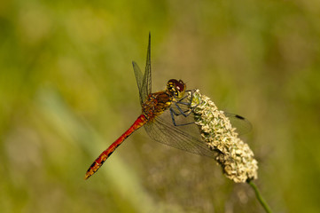 dragonfly