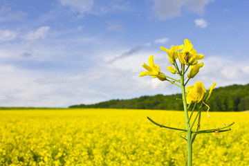 Bee on rape flower