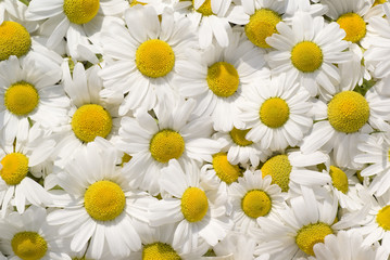 Fototapeta premium camomile