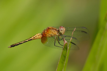Libellula
