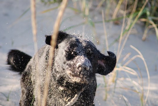 Hund beim Sandbad