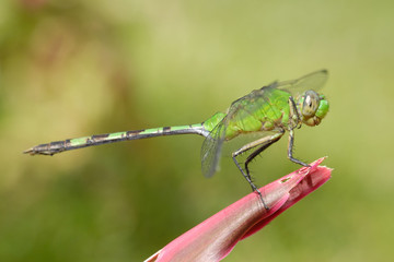 Libellula