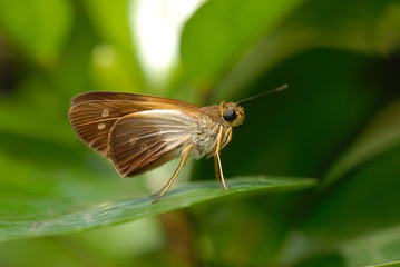 Potrillo skipper - (Cabares potrillo)