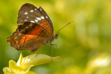 Anartia amathea