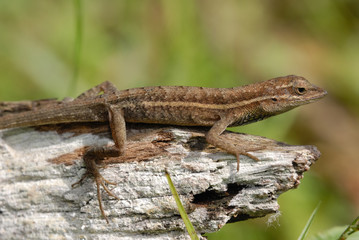 Anolis auratus - (Polychrotidae sauria)
