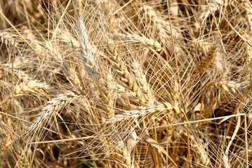Spighe di grano