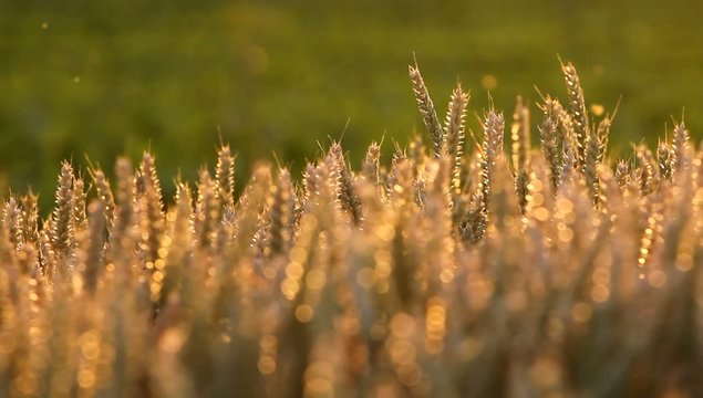 Weizen&auml;hren im Abendlicht