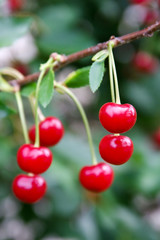 cherries on a branch