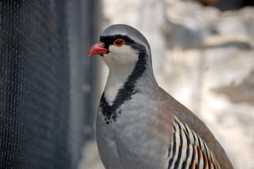 Alectoris graeca