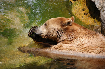 Bear playing in water