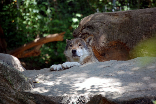 European wolf resting