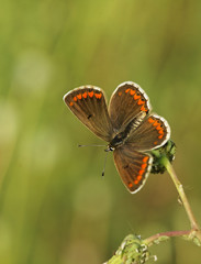 papillon corial