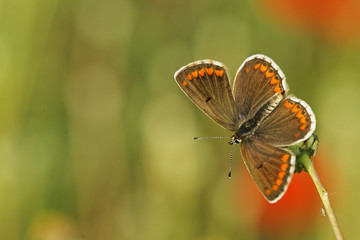 papillon corial