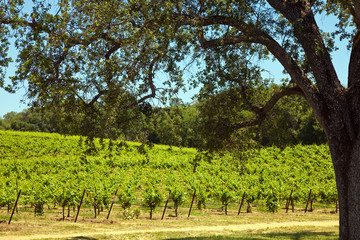 Fototapeta na wymiar Shenandoah Valley Vineyards