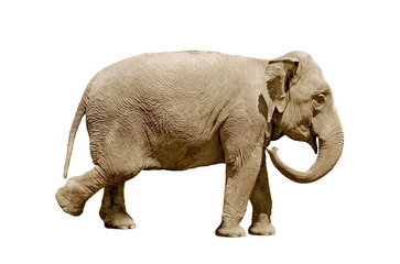 Obraz premium elephant isolated