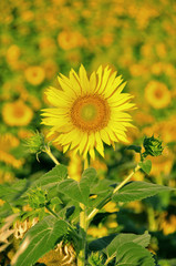 girasoli 4