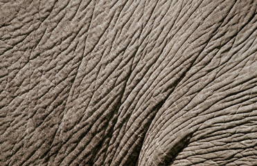 elephant skin