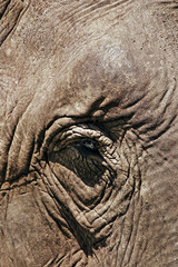 elefant eye closeup