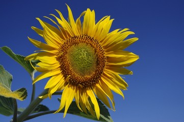 Sonnenblume